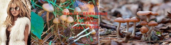 прущий лед Новозыбков